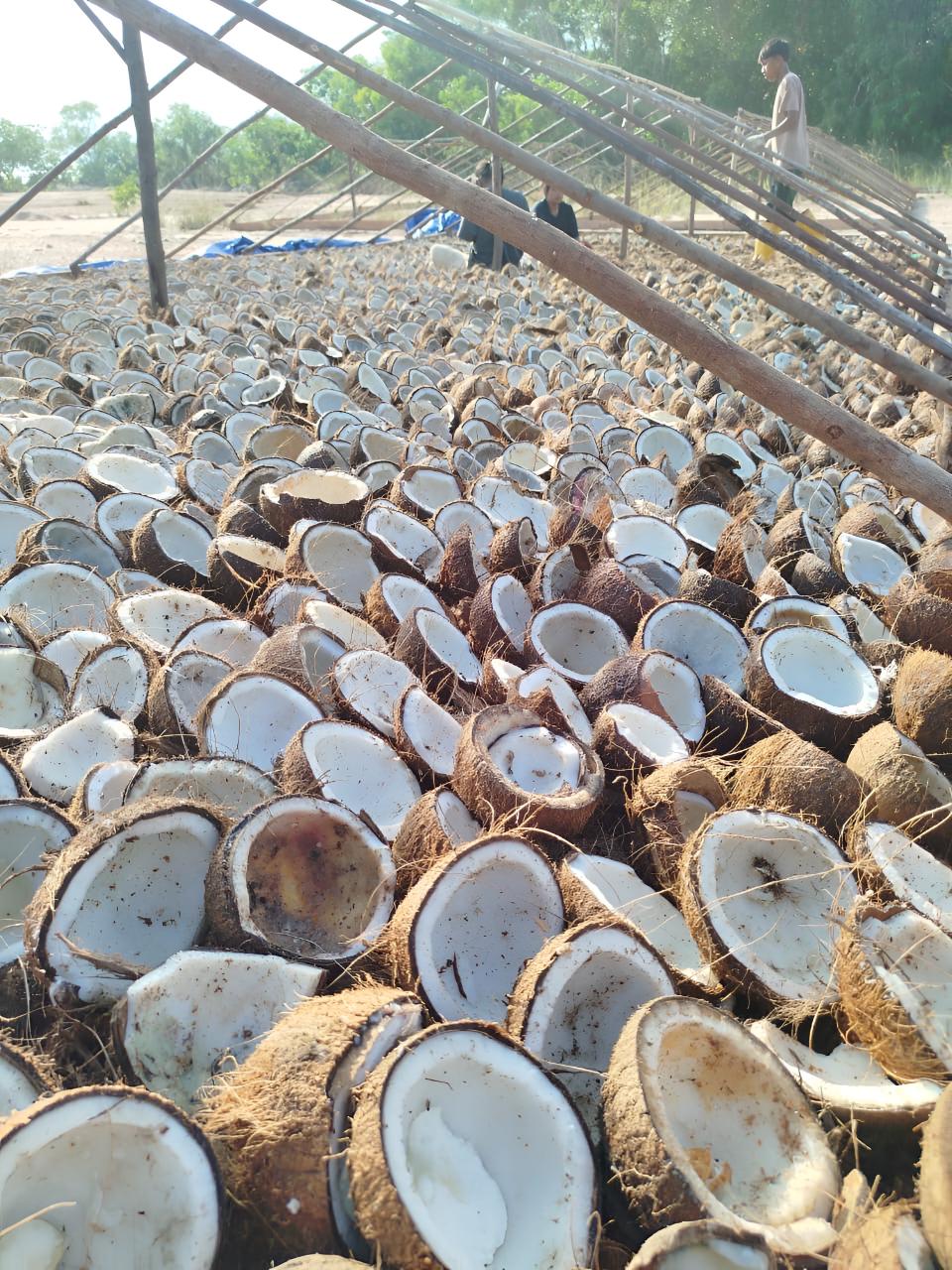 Kopra Kelapa